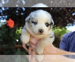 Medium Australian Shepherd