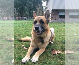 Father of the German Shepherd Dog puppies born on 01/29/2019