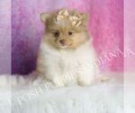 Small #4 Pomeranian