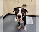 Small American Bulldog-American Staffordshire Terrier Mix