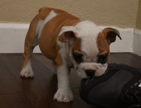 Medium Photo #4 Bulldog Puppy For Sale in MESQUITE, TX, USA
