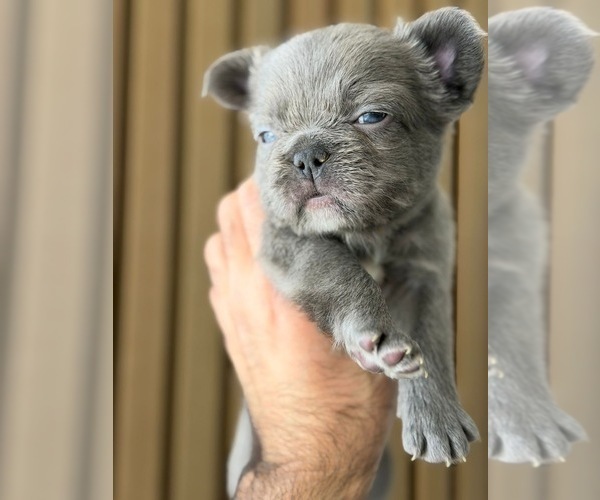 Medium Photo #3 French Bulldog Puppy For Sale in PHOENIX, AZ, USA