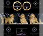 Small Photo #57 Poodle (Toy) Puppy For Sale in WARSAW, IN, USA