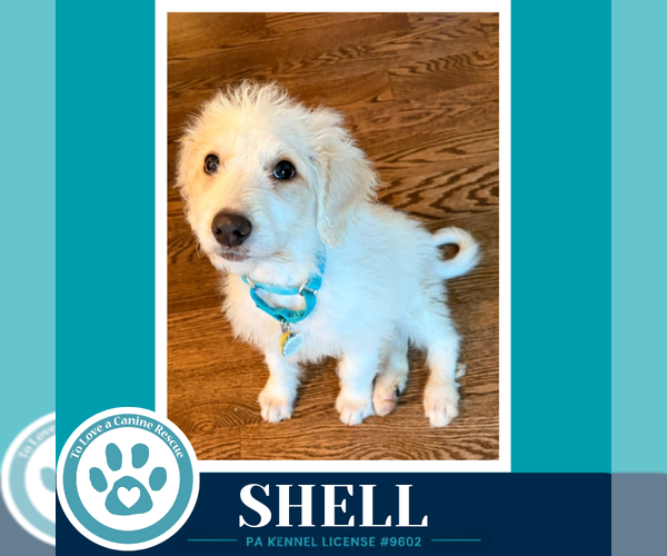 Medium Photo #1 Mutt Puppy For Sale in Kimberton, PA, USA