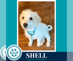 Shell (Seashore Squad) 101726 - Female Mutt Dog for Adoption - Small photo