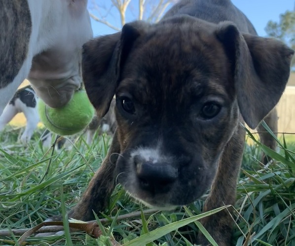 Medium Photo #2 American Bully-Boxer Mix Puppy For Sale in PORTSMOUTH, VA, USA