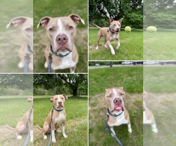 Medium Photo #2 Mutt Puppy For Sale in Derwood, MD, USA
