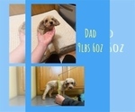 Small Photo #1 Poodle (Miniature) Puppy For Sale in DUBUQUE, IA, USA