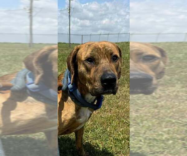 Medium Photo #3 Mutt Puppy For Sale in Abbeville, LA, USA
