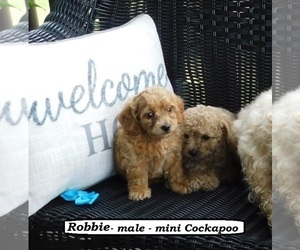 Cock-A-Poo Puppy for sale in CLARKRANGE, TN, USA