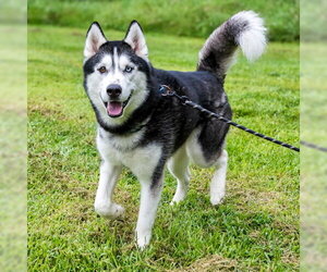 Siberian Husky Dogs for adoption in Omaha, NE, USA