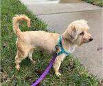 Small #4 Maltese Mix