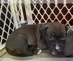 Puppy Puppy 6 American Pit Bull Terrier