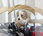 Small #3 Bernedoodle (Miniature)