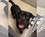 Small #3 Rottweiler Mix
