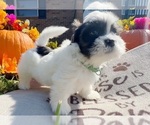 Puppy Bamboo Shih Tzu