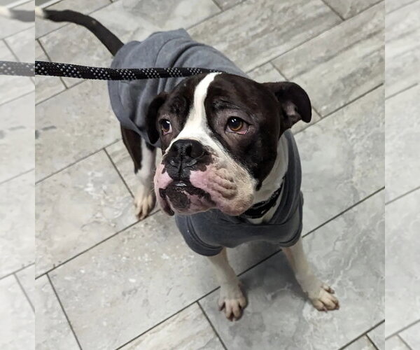Medium Photo #16 Boxer Puppy For Sale in Burnsville, MN, USA