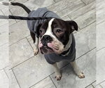 Small #15 Boxer
