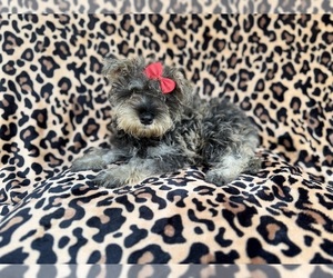 Schnauzer (Miniature) Puppy for sale in LAKELAND, FL, USA