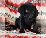 Small Photo #107 Labrador Retriever Puppy For Sale in MERIDEN, KS, USA