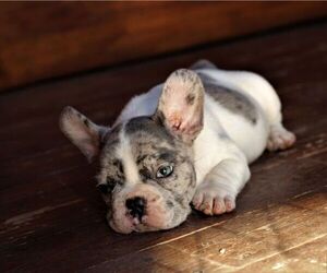 French Bulldog Puppy for sale in GOLDEN ISLES, FL, USA