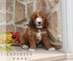 Small #2 Goldendoodle (Miniature)
