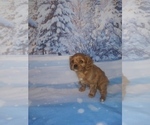 Small Photo #9 Cavalier King Charles Spaniel Puppy For Sale in HOWLAND, OH, USA