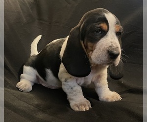 Basset Hound Puppy for sale in VILLA RIDGE, MO, USA