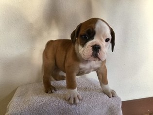 Olde English Bulldogge Puppy for sale in BYERS, CO, USA