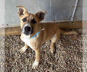 German Shepherd Dog-Unknown Mix Dogs for adoption in Sterling, MA, USA