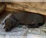 Small Photo #25 Great Dane Puppy For Sale in BOW, NH, USA