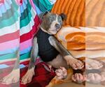 Small #1 American Pit Bull Terrier-American Staffordshire Terrier Mix