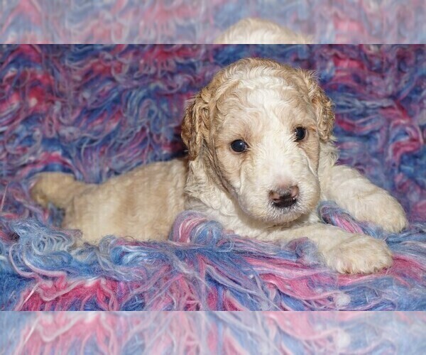 Medium Photo #3 Miniature Labradoodle Puppy For Sale in LA HABRA, CA, USA
