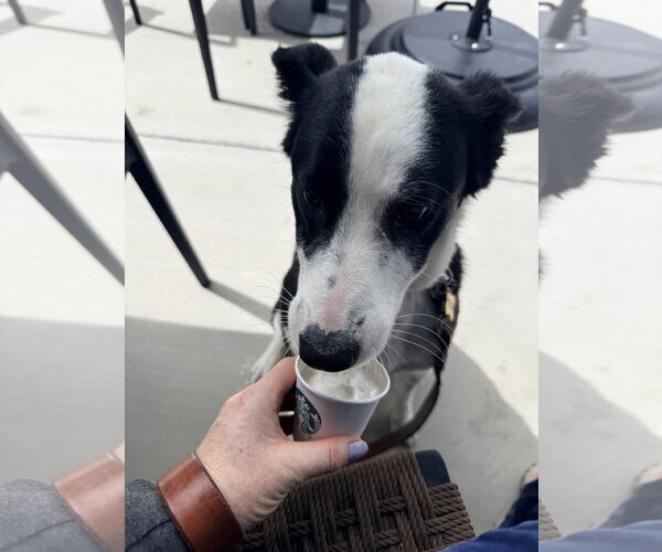 Medium Photo #17 Border Collie Puppy For Sale in Sandy, UT, USA