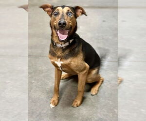 Beagle-Unknown Mix Dogs for adoption in Omaha, NE, USA