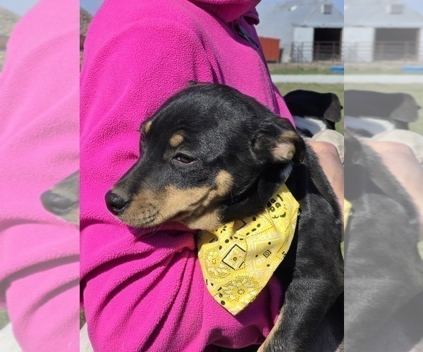 View Ad Fox Terrier (Smooth)Rat Terrier Mix Litter of Puppies for