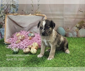 Catahoula Leopard Dog Puppy for sale in CUMBY, TX, USA