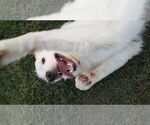 Small #23 Great Pyrenees