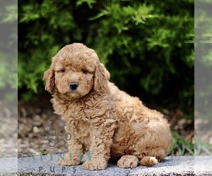 Goldendoodle (Miniature) Puppy for sale in KINZERS, PA, USA