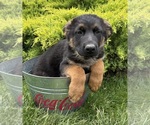 Small #3 German Shepherd Dog