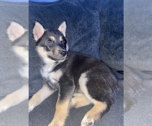 Alaskan Husky-German Shepherd Dog Mix Puppy for sale in STOCKTON, CA, USA
