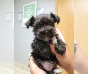 Schnauzer (Miniature) Puppy for sale in BROOKLYN PARK, MN, USA