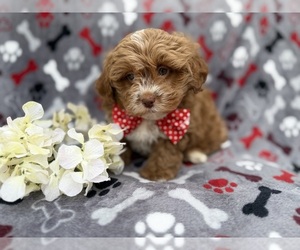 Shih-Poo Puppy for sale in LAKELAND, FL, USA