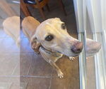 Small #1 Greyhound-Labrador Retriever Mix