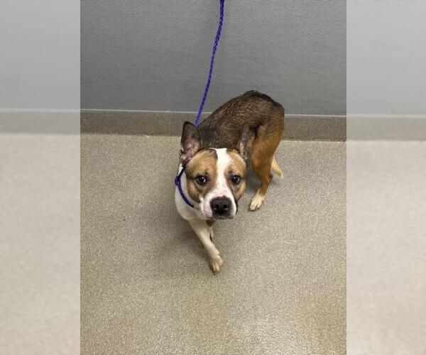 Medium Photo #1 Mutt Puppy For Sale in Las Vegas, NV, USA