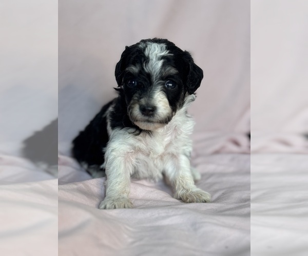 Medium Photo #14 Bernedoodle (Miniature) Puppy For Sale in LONGMONT, CO, USA