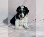 Pepper - Female Bernedoodle (Miniature) Puppy for Sale - Photo #14