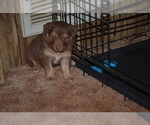 Small Photo #2 Miniature Australian Shepherd Puppy For Sale in BAILEYTON, AL, USA