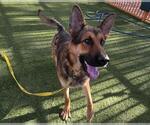 Small German Shepherd Dog Mix