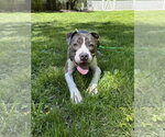 Small #15 Bullboxer Pit